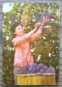 1976年历片 摘葡萄