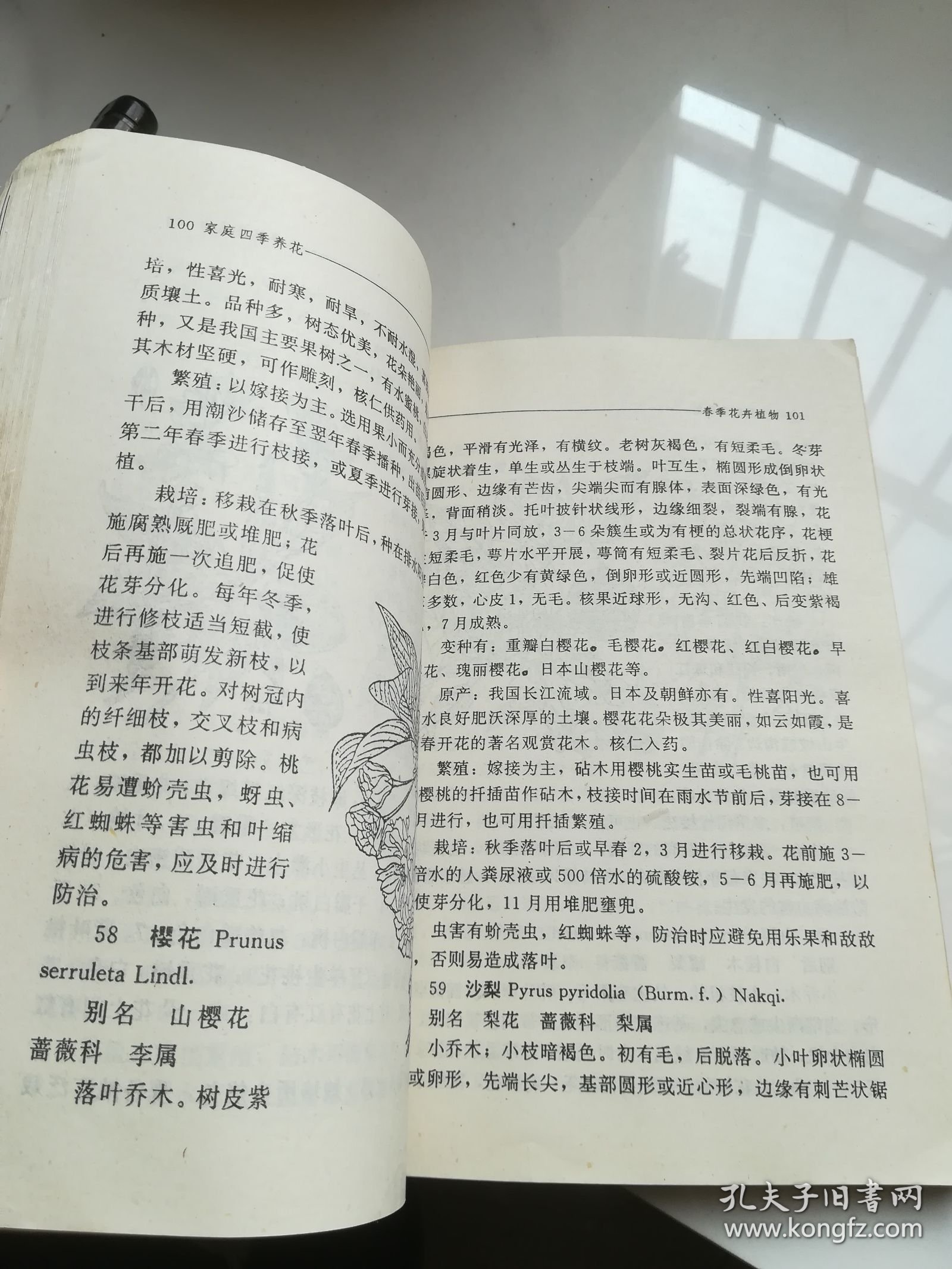 家庭四季养花 缺护封