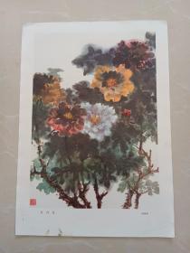 牡丹花（8开画片）