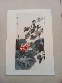 荷塘香扑鼻 水满鸭正肥（8开画片）