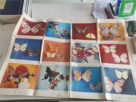 彩蝶（彩色对开摄影年画）