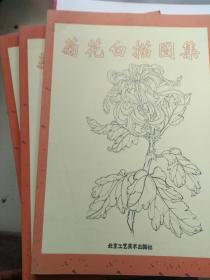 菊花白描图集