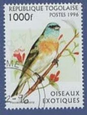 Republique Togolaise多哥1996年发行的外来鸟类oiseaux exotiques白腹蓝彩鹀（拉丁学名Passerina amoena）盖销邮票