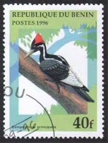贝宁1996年发行的象牙喙啄木鸟Campephilus principalis盖销邮票