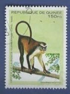 Republique de GUINEE几内亚共和国1995年发行的白额长尾猴cercopithecus mona mona盖销邮票