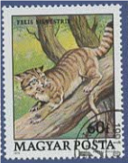 MAGYAR匈牙利1979年发行的野猫（学名：Felis silvestris）盖销邮票