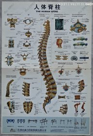 人体脊柱 图