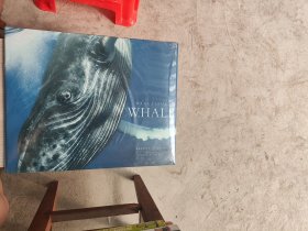 现货Beautiful Whale[9781419703843]