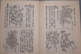 植物名实图考