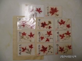 红叶塑封卡片（共11张合售，尺寸：16*11厘米，具体详见图S）