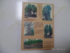 银杏（32开，1996年1版1印，书的内容提要见图片，详见图S）