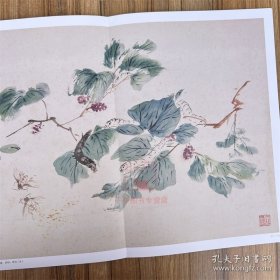 王雪涛册页精品 迟园画册 花鸟画国国画作品集