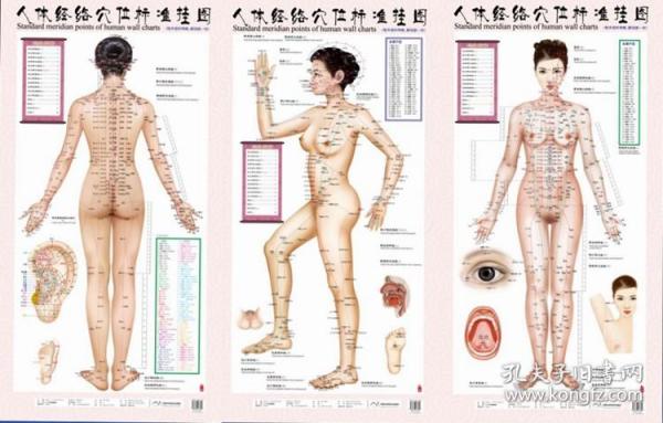 【原版闪电发货】人体经络穴位标准挂图（女性）（1套3张挂图）女性人体穴位经络大挂图中医美体针灸艾灸养生保健穴位图 经络家用图书籍