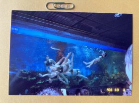 水下世界 多单合并运费满百包邮只发快递 彩色老照片非黑白老照片 全网同售 不定期下架 加购请及时付款 欢迎选购 250531PSD