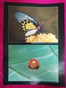 蝴蝶彩色影印图片‘黄扇蝶的卵  雄性成虫’一张8品