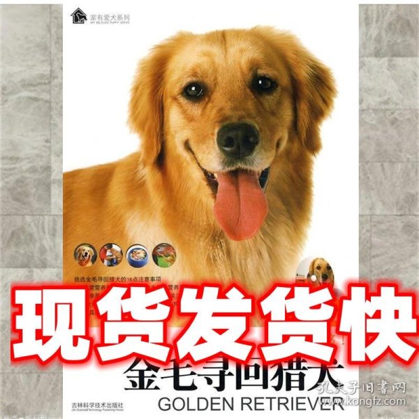 金毛寻回猎犬