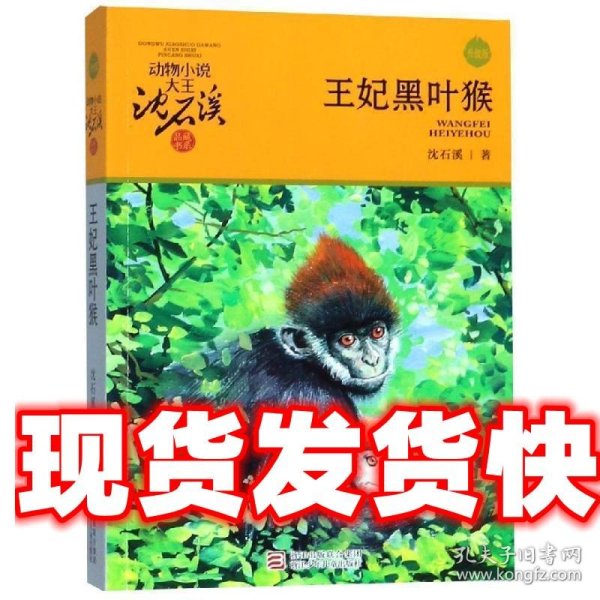 动物小说大王沈石溪：王妃黑叶猴