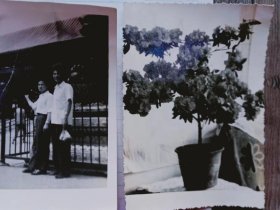七八十年代 青岛印象： 颐和园前.映山红    2枚