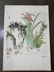 名家画页：蝴蝶花 马龙青