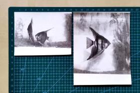 “热带鱼”黑白照片2张，品相尺寸如图