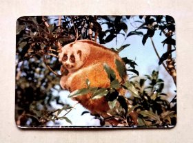 1974年PAGODA  BRAND(塔牌印刷油墨)年历片，小熊猫图案，品相如图，长9.2厘米，宽6.5厘米