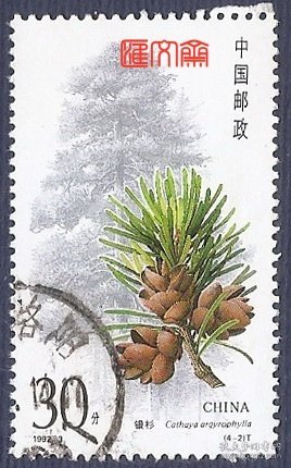 1992-3杉树（4-2）30分银杉，不缺齿、无揭薄，上品信销邮票一枚，如图。