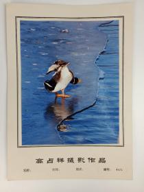 著名诗人、作家、文化部副部长 高占祥 摄影作品《鸭》一幅 HXTX385816