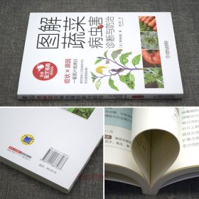 【原版闪电发货】书籍 图解蔬菜病虫害诊断与防治 蔬菜栽培种植技术大全 瓜类茄果类 豆类 叶菜类蔬菜栽培技术 常见蔬菜病虫害识别及防治知识