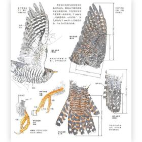 【原版闪电发货】现货 野鸟形态图鉴 鸟类图鉴野生动物自然观察博物学生物科普书籍