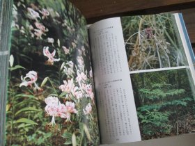 日文茶花図譜 茶花图谱 下岛正夫 编