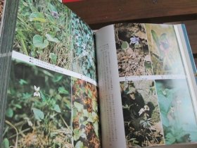 日文茶花図譜 茶花图谱 下岛正夫 编