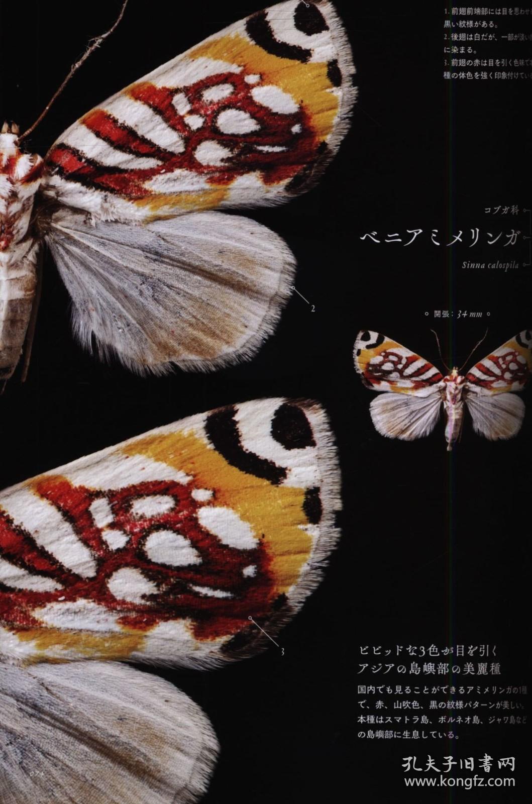 世界の美しい蛾　岸田泰則