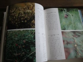 日文茶花図譜 茶花图谱 下岛正夫 编