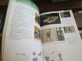 日文 超拡大で虫と植物と鉱物を撮る—超拡大撮影の魅力と深度合成のテクニック (自然写真の教科書1) 日本自然科学写真協会(SSP), 新井 文彦