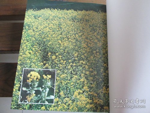 日文茶花図譜 茶花图谱 下岛正夫 编