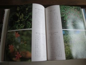 日文茶花図譜 茶花图谱 下岛正夫 编