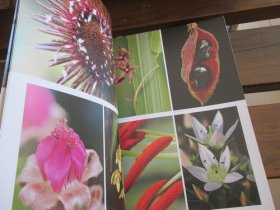 日文 超拡大で虫と植物と鉱物を撮る—超拡大撮影の魅力と深度合成のテクニック (自然写真の教科書1) 日本自然科学写真協会(SSP), 新井 文彦