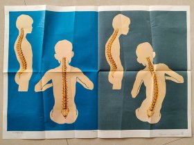 80-90年代小学自然课本 生物课本教学挂图 坐 立的姿势示意图 2开  实物拍摄