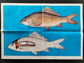 80-90年代小学自然课本 生物课本 教学挂图 鲤鱼  2开 实物拍摄