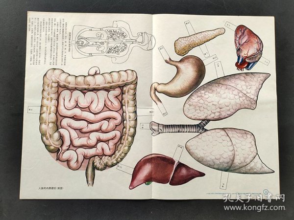 80年代小学自然 生物教学挂图 人体的内部器官 4开  实物拍摄