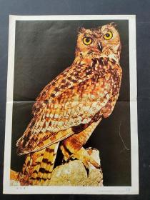 80-90年代小学课本语文第五册教学图片 猫头鹰  4开  实物拍摄 有裂口已粘住