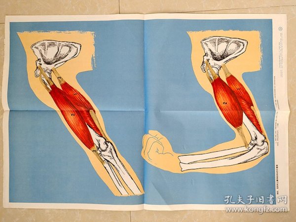 80-90年代小学自然课本 生物课本教学挂图 伸肘 曲肘时上臂的肌肉协作示意图 2开  实物拍摄