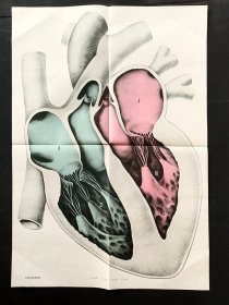 80-90年代小学自然课本 生物课本教学挂图 心脏的结构模式图 2开  实物拍摄