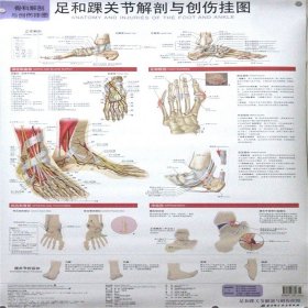 足和踝关节解剖与创伤挂图