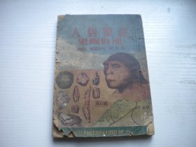 《从猿到人通俗画史》，32开承名世等著，85号，人世间1953.4一版一印8品，历史类图书