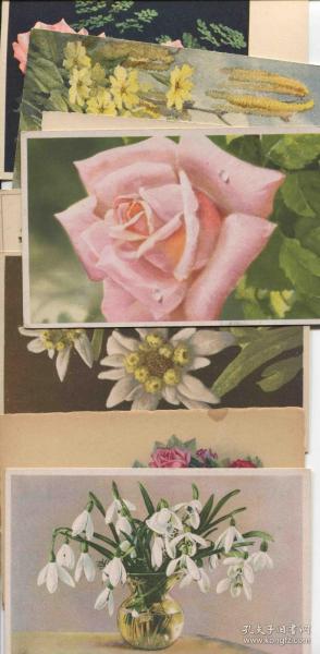 CARD-B01j外国早期 空白明信片12枚 花卉插花植物 DD