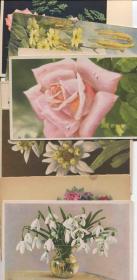 CARD-B01j外国早期 空白明信片12枚 花卉插花植物 DD