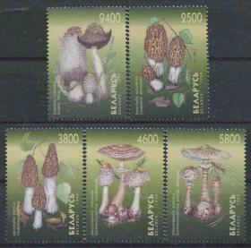 stamp-A03白俄罗斯邮票 1998年 菌类蘑菇 5全新 DD