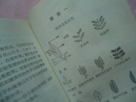 广东野生油脂植物手册