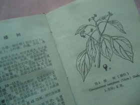 广东野生油脂植物手册
